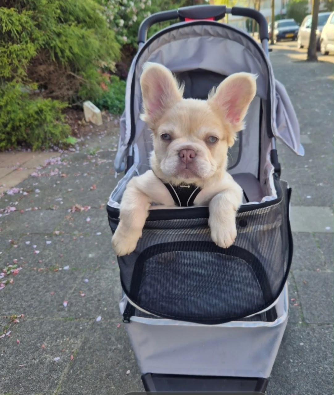 French bulldog puppy portrait
